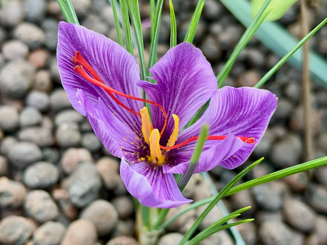 Growing Saffron crocuses in an aquaponics system